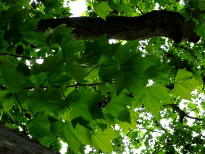 Feuilles du Platane commun, Platanus * acerifolia, Platana… 