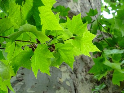 Feuilles du Platane commun, Platanus * acerifolia, Platana… 
