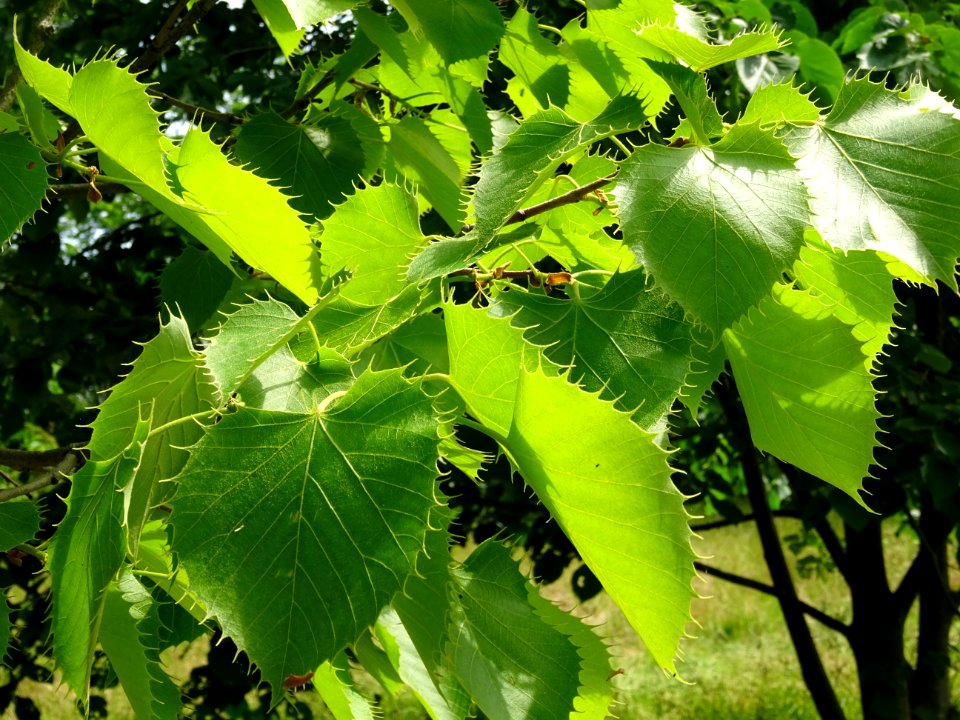 Feuilles du Tilleul de Henry, Tilia henryana, Tiliacées 