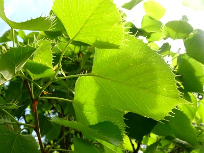 Feuilles du Tilleul de Henry, Tilia henryana, Tiliacées 