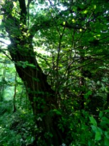 Tronc du Charme, Carpinus betulus, Corylacées 