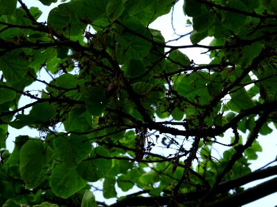 Feuilles de l'Arbre de Judée, Cercis siliquastrum, Césalpi… 