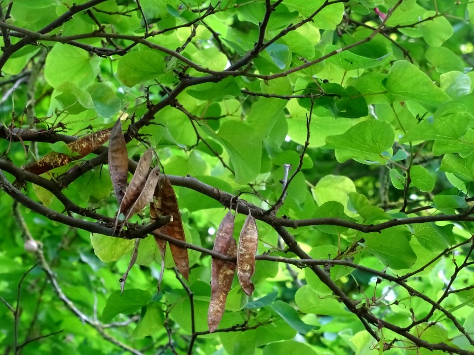 Gousses et feuilles de l'Arbre de Judée, Cercis siliquastr… 