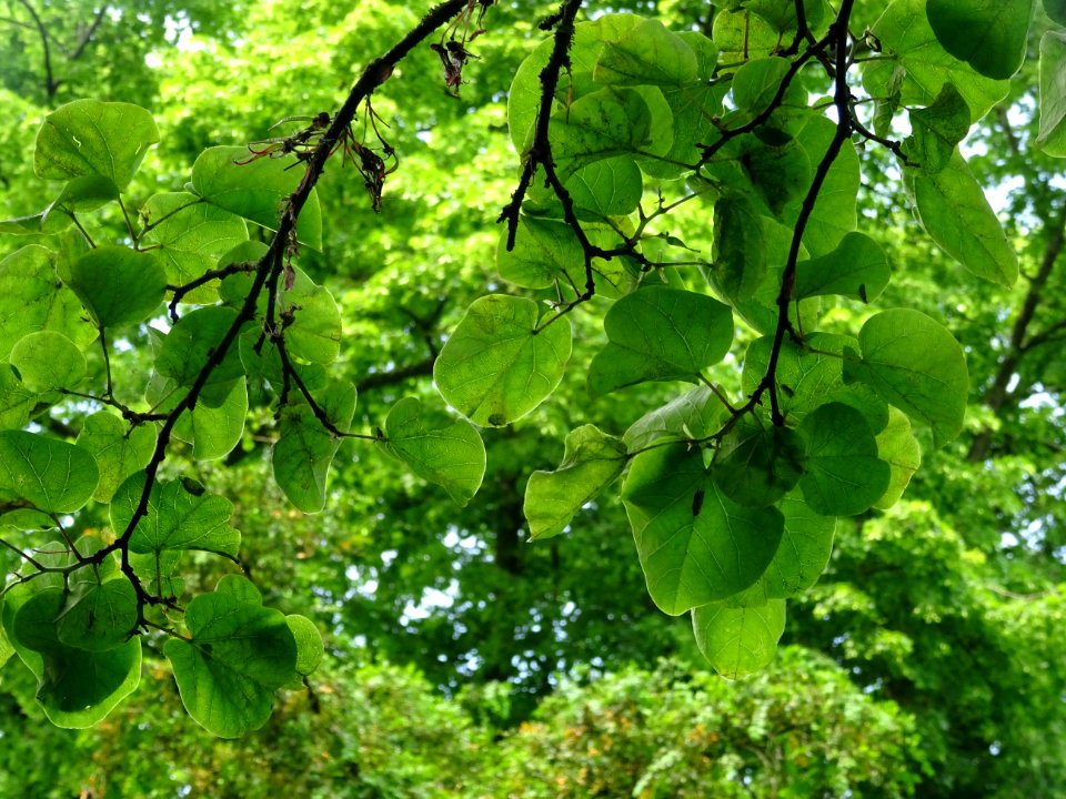 Feuilles de l'Arbre de Judée, Cercis siliquastrum, Césalpi… 
