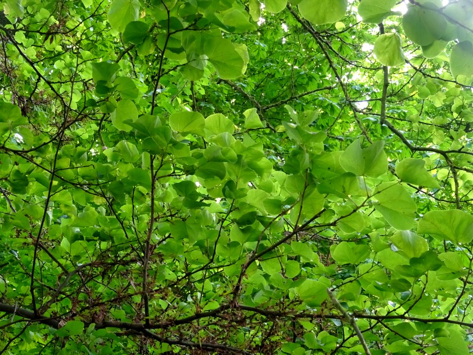 Feuilles de l'Arbre de Judée, Cercis siliquastrum, Césalpi… 