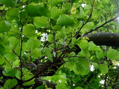 Feuilles de l'Arbre de Judée, Cercis siliquastrum, Césalpi… 