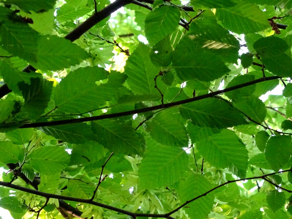 Feuilles et fruits (samares) du Charme, Carpinus betulus, … 