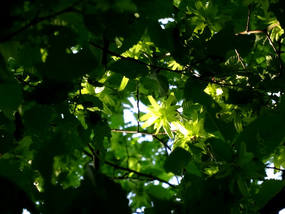 Feuilles et fruits (samares) du Charme, Carpinus betulus, … 