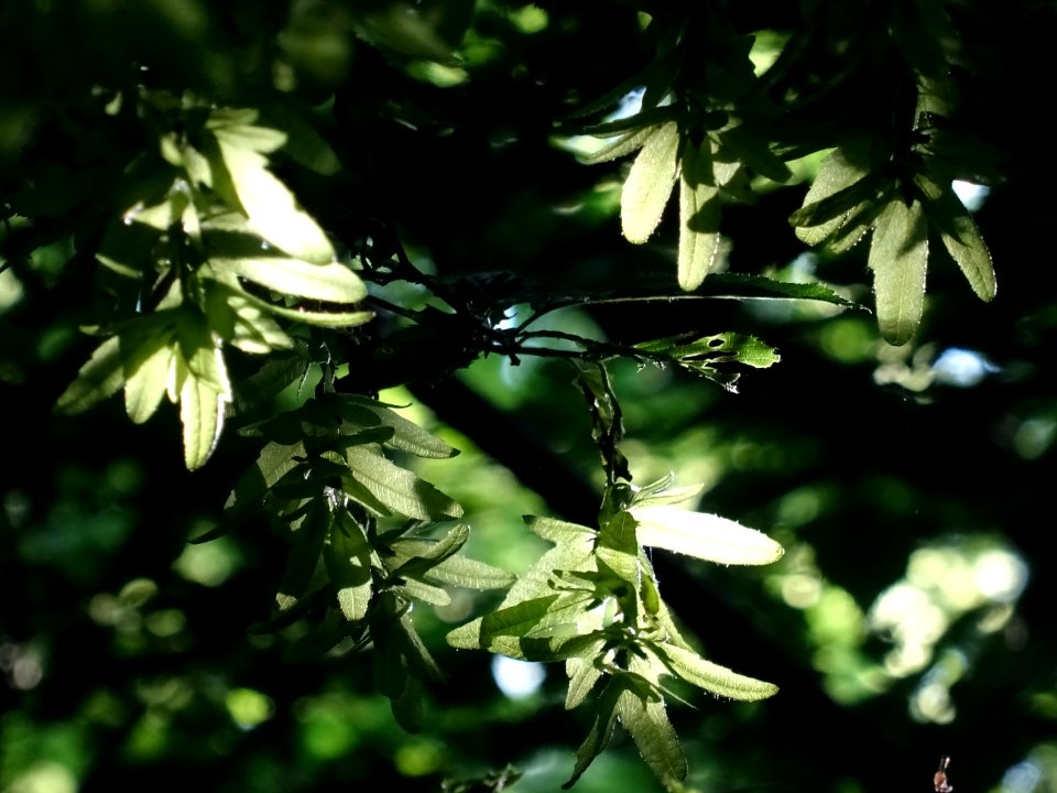 Fruits (samares) du Charme, Carpinus betulus, Corylacées 