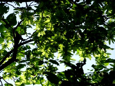 Feuilles et fruits (samares) du Charme, Carpinus betulus, … 