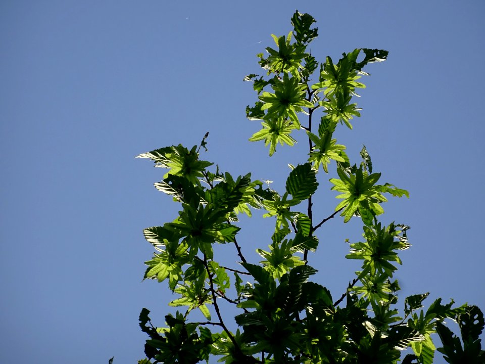 Feuilles et fruits (samares) du Charme, Carpinus betulus, … 