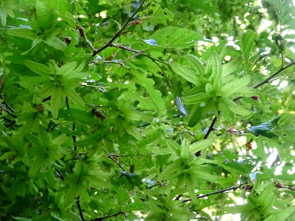 Fruits (samares) du Charme, Carpinus betulus, Corylacées 