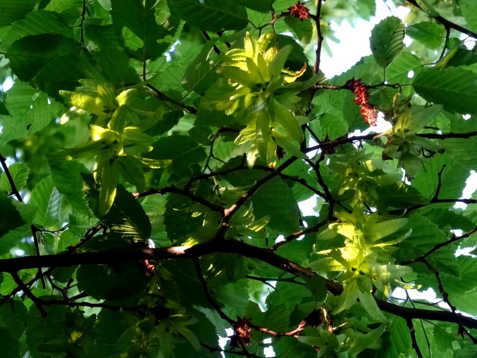 Feuilles et fruits (samares) du Charme, Carpinus betulus, … 