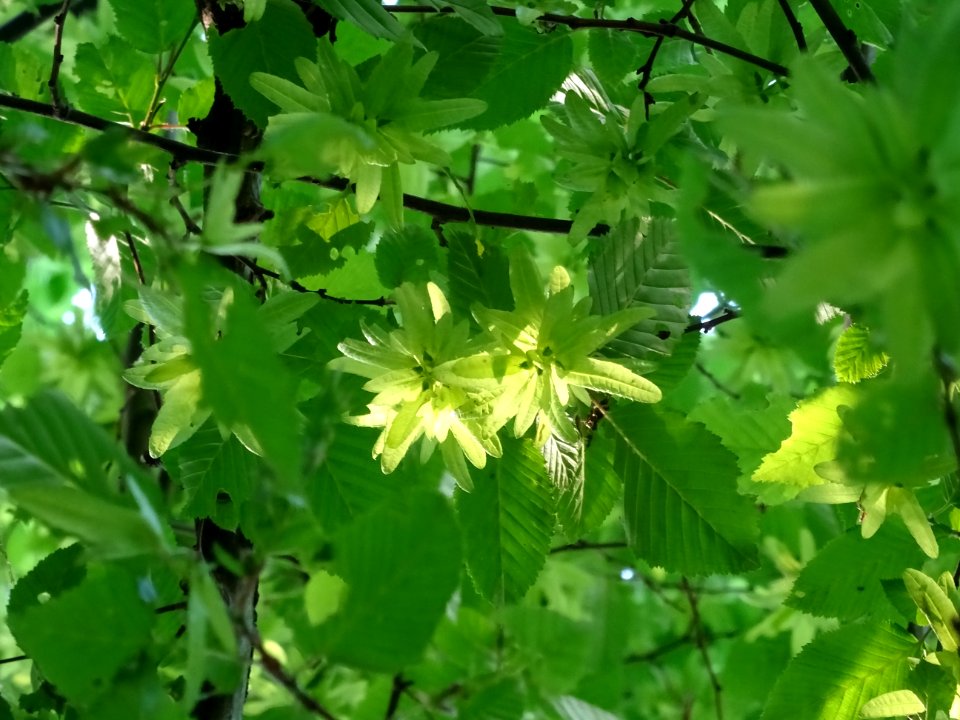 Feuilles et fruits (samares) du Charme, Carpinus betulus, … 