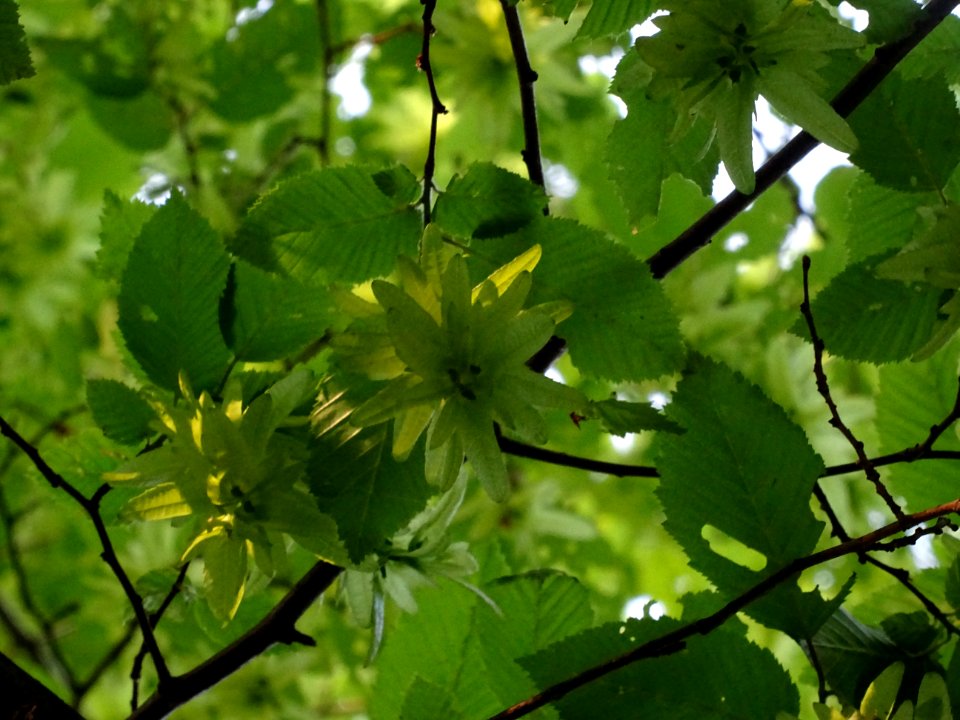 Feuilles et fruits (samares) du Charme, Carpinus betulus, … 