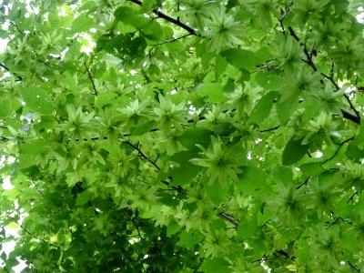 Feuilles et fruits (samares) du Charme, Carpinus betulus, … 