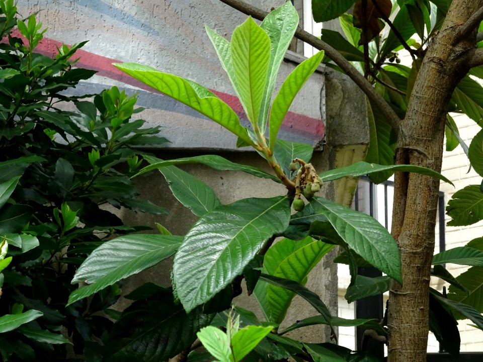 Feuilles et fruits du Néflier du Japon ou bibacier, Eriobo… 