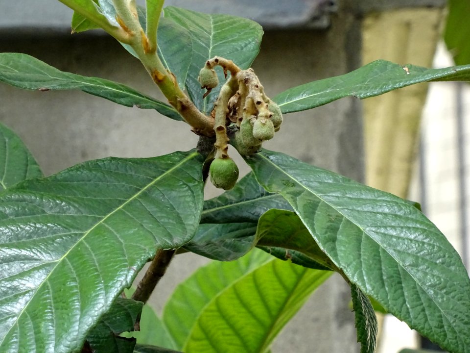 Feuilles et fruits du Néflier du Japon ou bibacier, Eriobo… 