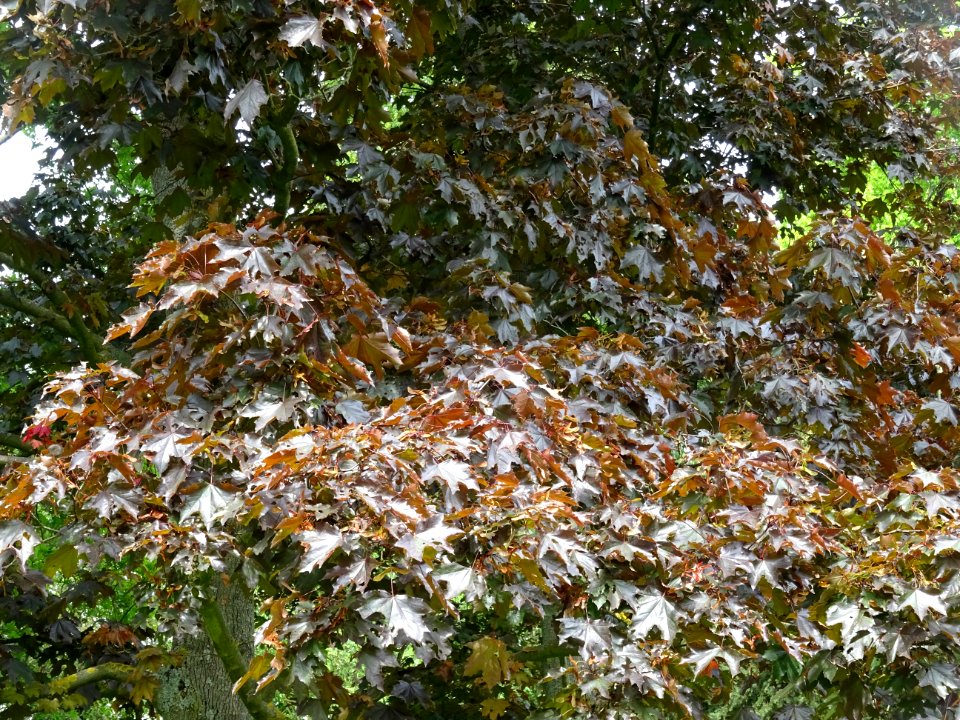Feuilles d'érable plane Schwedleri Nigrum, Acer platanoide… 