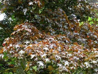 Feuilles d'érable plane Schwedleri Nigrum, Acer platanoide… 