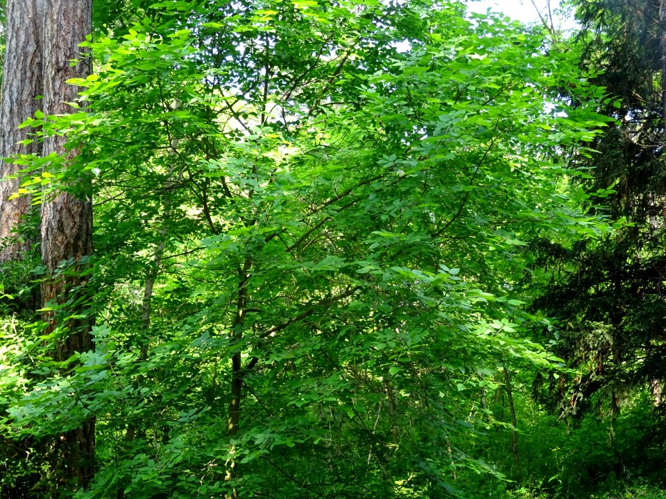 Micocoulier occidental ou Micocoulier de Virginie, Celtis … 