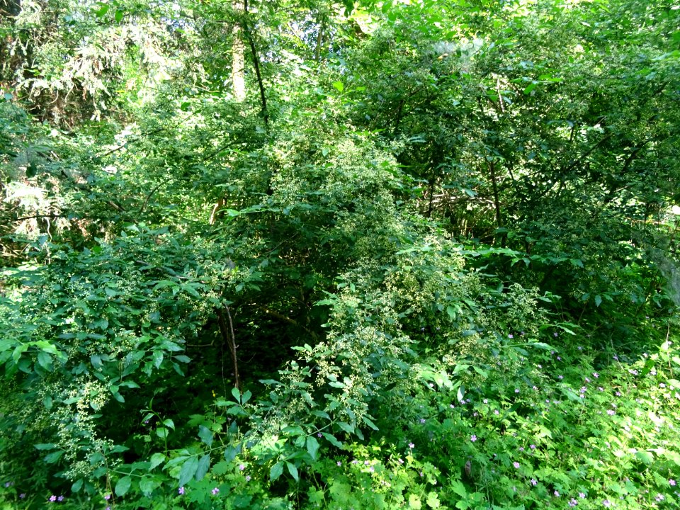 Fusain d'Europe, Euonymus europaeus, Célastracées 