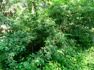 Fusain d'Europe, Euonymus europaeus, Célastracées photo