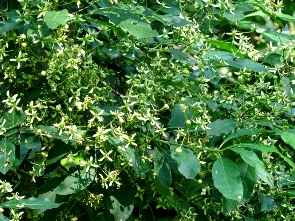 Fusain d'Europe, Euonymus europaeus, Célastracées 