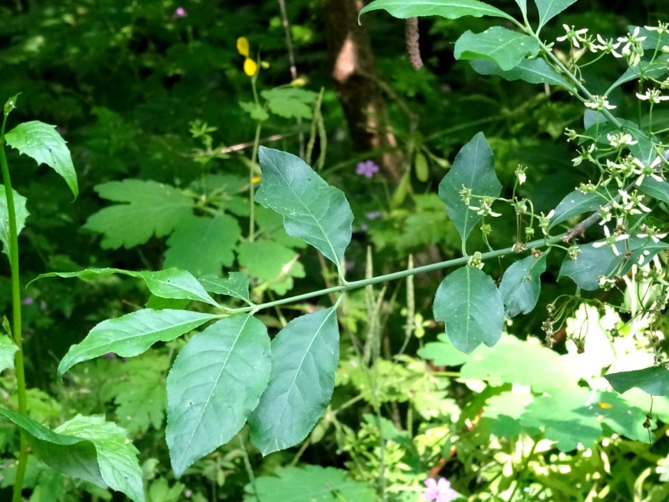 Fusain d'Europe, Euonymus europaeus, Célastracées 