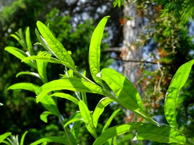 Arbre aux papillons à feuilles alternes, Buddleja alternif… 