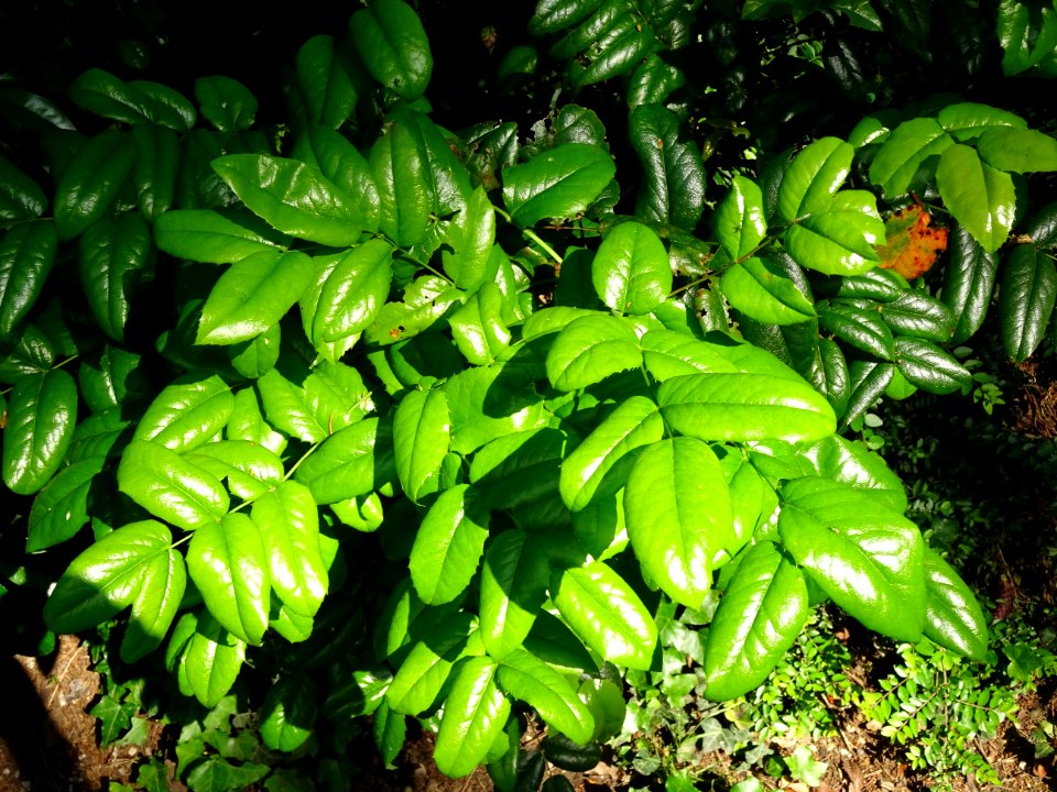 Mahonia faux houx, Mahonia aquifolium, Berberidacées 