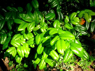 Mahonia faux houx, Mahonia aquifolium, Berberidacées 
