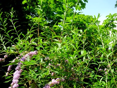 Arbre aux papillons à feuilles alternes, Buddleja alternif… 