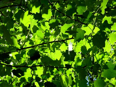 Feuilles du Peuplier grisard, Populus canescens, Salicacée… 