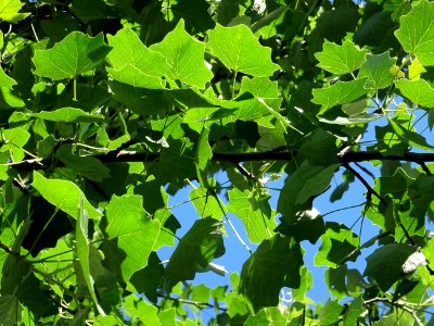 Feuilles du Peuplier grisard, Populus canescens, Salicacée… 