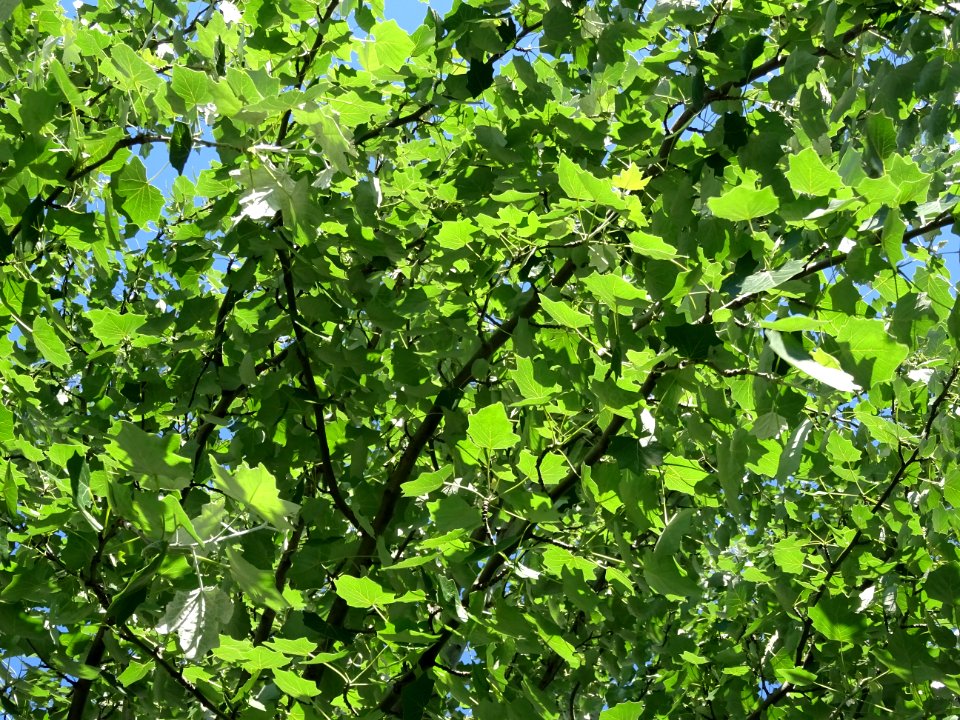 Feuilles du Peuplier grisard, Populus canescens, Salicacée… 