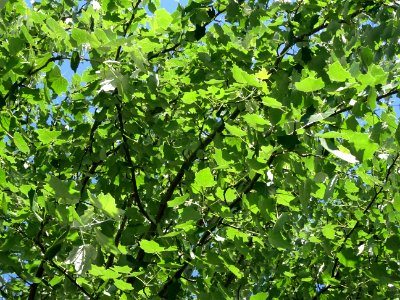 Feuilles du Peuplier grisard, Populus canescens, Salicacée… 