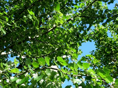 Feuilles du Peuplier grisard, Populus canescens, Salicacée… 
