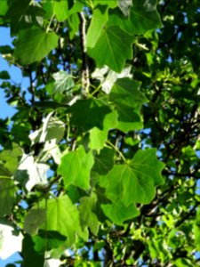 Feuilles du Peuplier grisard, Populus canescens, Salicacée… 