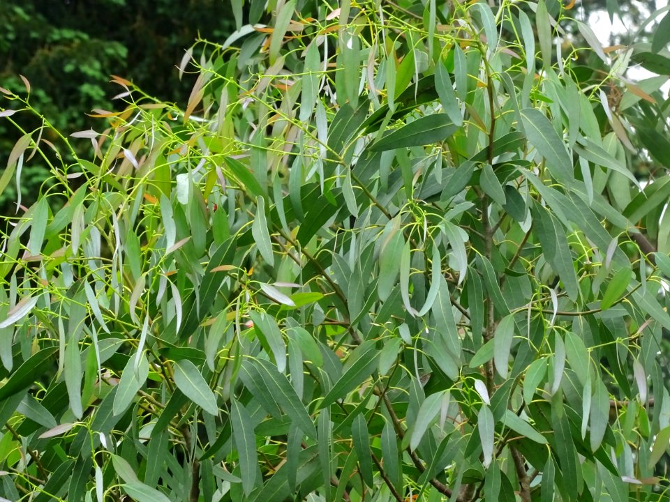 Feuilles de l'Eucalyptus, Eucalyptus sp, Myrtacées 