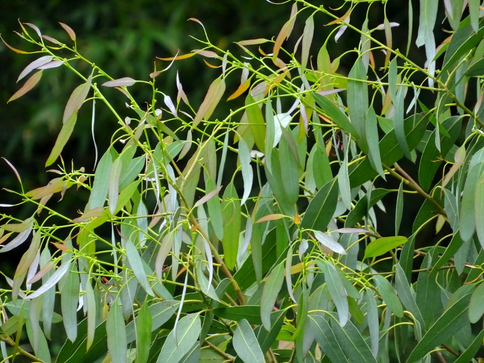 Feuilles de l'Eucalyptus, Eucalyptus sp, Myrtacées 