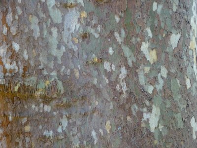 Ecorce du Platane commun, Platanus * acerifolia, Platanacé… 