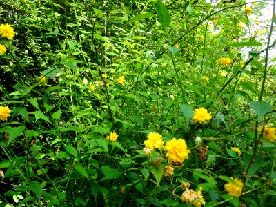 Feuilles et fleurs jaunes du Corète du Japon à fleurs doub… 