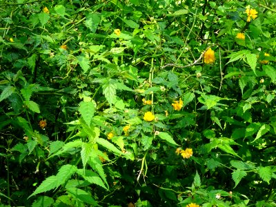 Feuilles et fleurs jaunes du Corète du Japon à fleurs doub… 