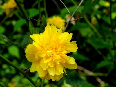 Fleur jaune du Corète du Japon à fleurs doubles, Kerria ja… 