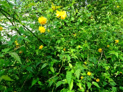 Feuilles et fleurs jaunes du Corète du Japon à fleurs doub… 
