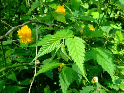Feuilles et fleurs jaunes du Corète du Japon à fleurs doub… 