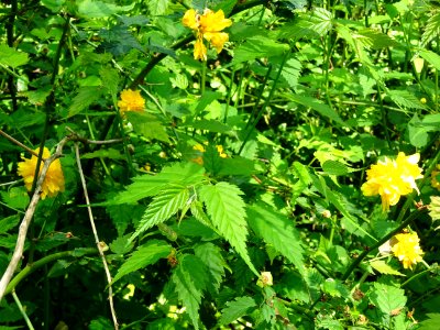Feuilles et fleurs jaunes du Corète du Japon à fleurs doub… 