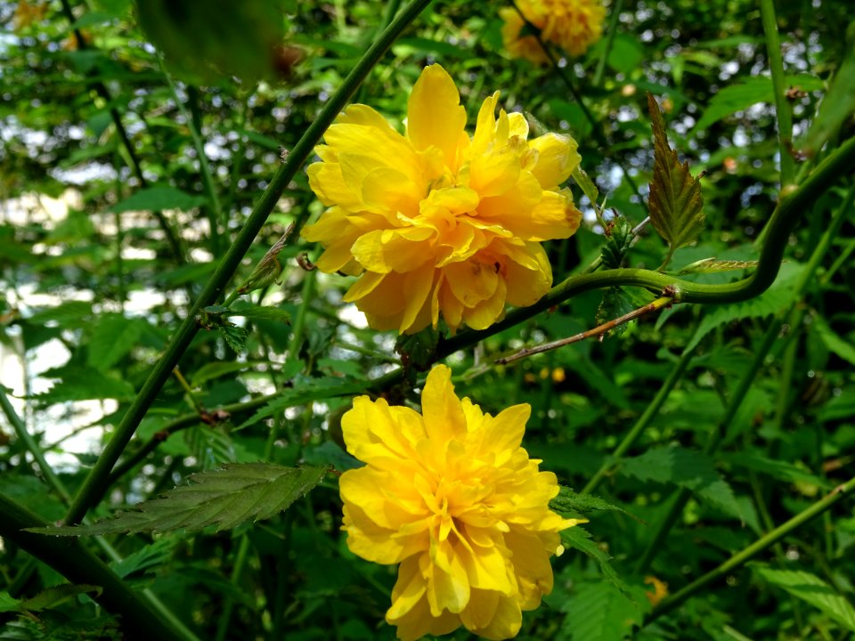 Fleurs du Corète du Japon à fleurs doubles, Kerria japonic… 