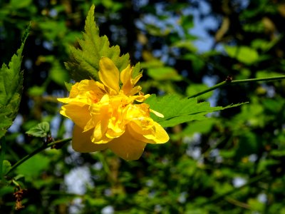 Fleur jaune du Corète du Japon à fleurs doubles, Kerria ja… 